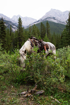 Canada-Alberta-Banff  - Backcountry Lodge Ride - 3 days